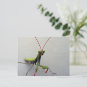 Postkarte, grünes, gepüriertes Mantis Insekt-Foto Postkarte (Stehend Vorderseite)