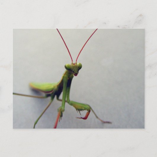 Postkarte, grünes, gepüriertes Mantis Insekt-Foto Postkarte (Vorderseite)