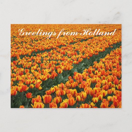 Postkarte "Grüße aus Holland" (Vorderseite)