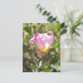 Postkarte - Gurkenkäfer (Stehend Vorderseite)