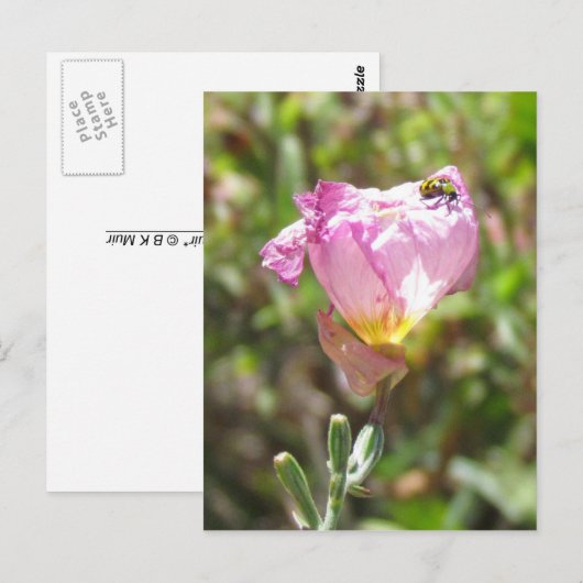 Postkarte - Gurkenkäfer (Vorne/Hinten)