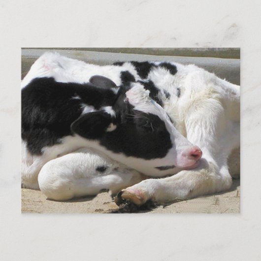 Postkarte, Heifer, Baby Cow Fotografie Postkarte (Vorderseite)