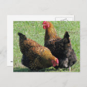 Postkarte, Hen Sisters Postkarte (Vorne/Hinten)