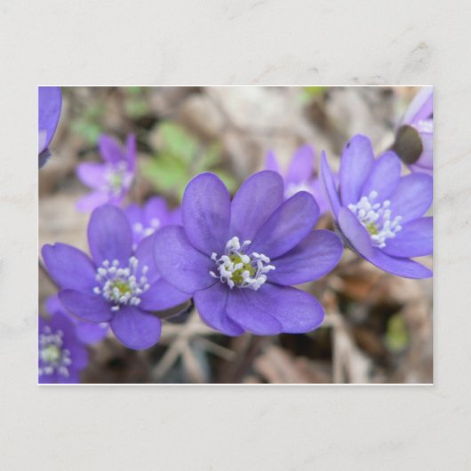 Postkarte: Hepatica (liverleaf) Postkarte (Vorderseite)