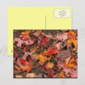 Postkarte/Herbst Postkarte (Vorne/Hinten)