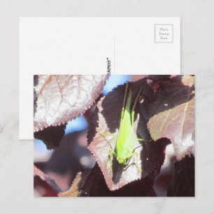 Postkarte - Heuschrecke im Baum