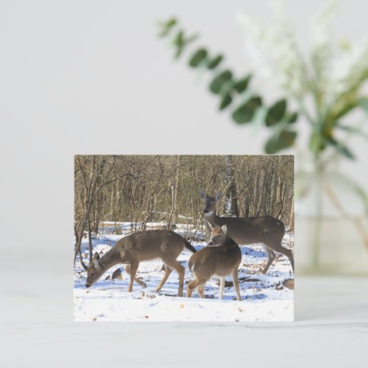 Postkarte - Hirsch im Schnee (Stehend Vorderseite)