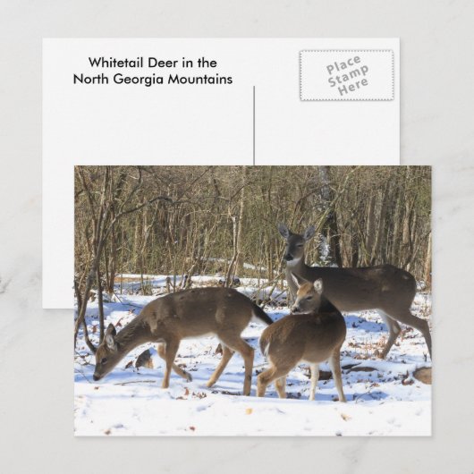 Postkarte - Hirsch im Schnee (Vorne/Hinten)