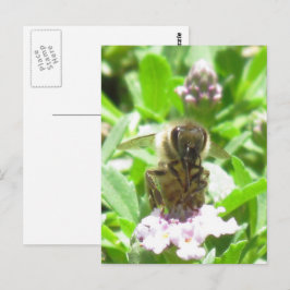 Postkarte - Honigbiene auf Blossom
