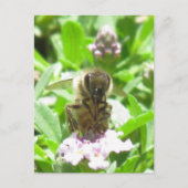 Postkarte - Honigbiene auf Blossom (Vorderseite)
