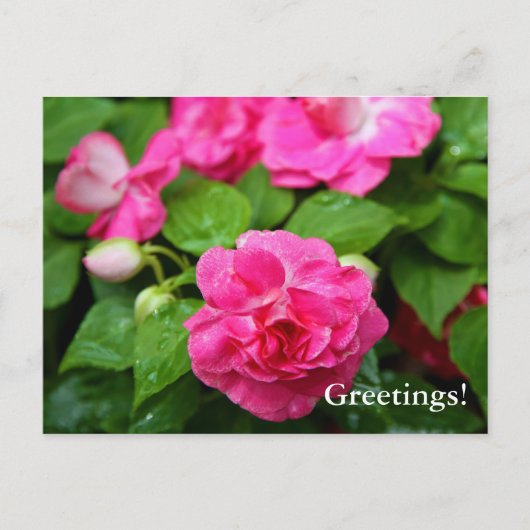 Postkarte - Hot Ticket (Vorderseite)