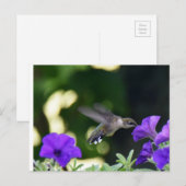 Postkarte Hummingbird (Vorne/Hinten)
