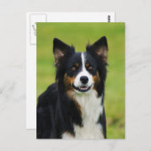 Postkarte / Hunde Border Collie Portrait (Vorne/Hinten)
