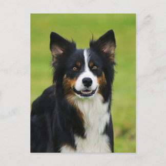 Postkarte / Hunde Border Collie Portrait
