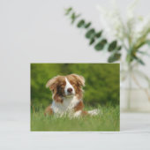Postkarte / Hunde Border Collie Portrait (Stehend Vorderseite)