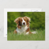 Postkarte / Hunde Border Collie Portrait (Vorne/Hinten)