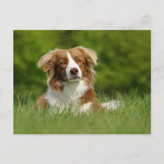 Postkarte / Hunde Border Collie Portrait