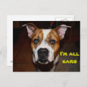 Postkarte Ich bin alle Ohren (Vorne/Hinten)