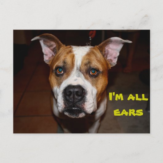 Postkarte Ich bin alle Ohren (Vorderseite)