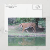 Postkarte "Indochinese Tiger" (Vorne/Hinten)