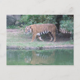 Postkarte "Indochinese Tiger"