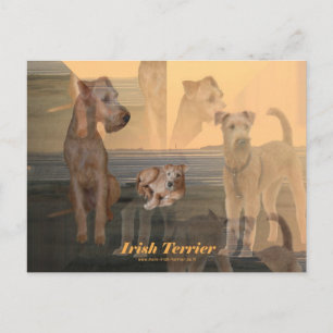 Postkarte "Irish Terrier"