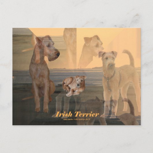 Postkarte "Irish Terrier" (Vorderseite)