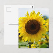 Postkarte - Isolierte Sonnenblume (Vorne/Hinten)