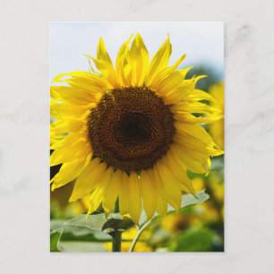 Postkarte - Isolierte Sonnenblume