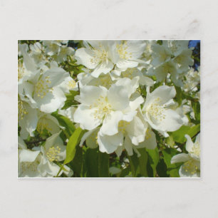 Postkarte: Jasmine Postkarte