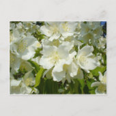 Postkarte: Jasmine Postkarte (Vorderseite)