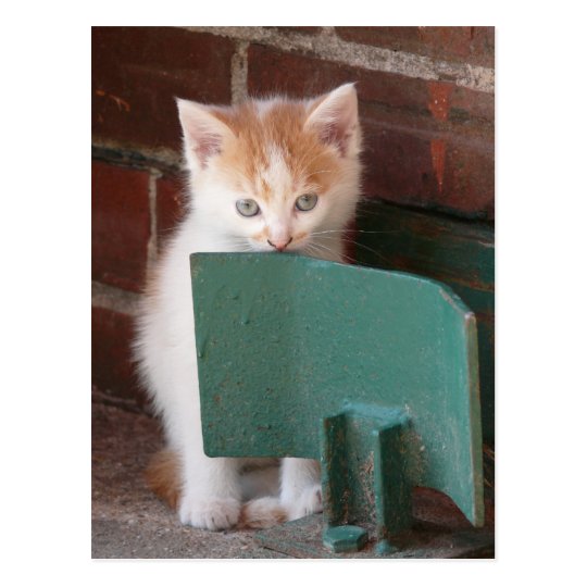 Postkarte "junge Katze"