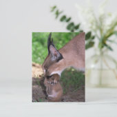 Postkarte - karacal (Stehend Vorderseite)