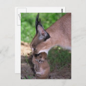 Postkarte - karacal (Vorne/Hinten)