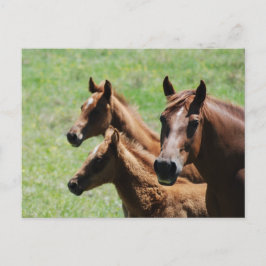Postkarte - Kastanie - Mare & Foals