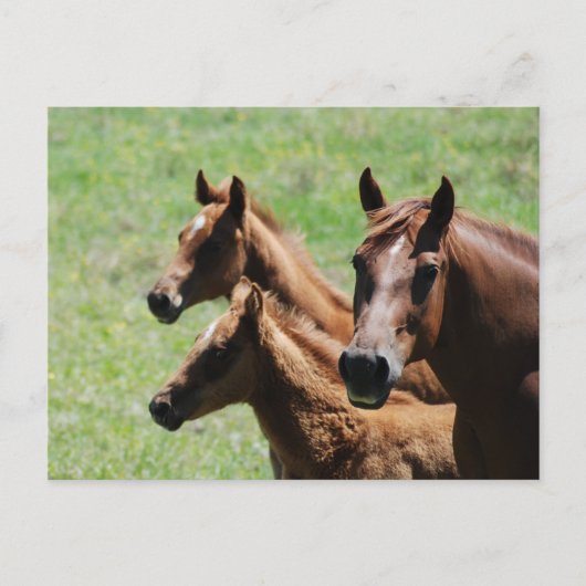 Postkarte - Kastanie - Mare & Foals (Vorderseite)