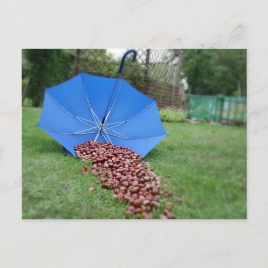 Postkarte - Kastanien (Vorderseite)