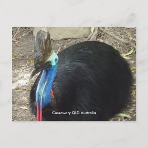 Postkarte Kasuar QLD Australien