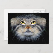 Postkarte - Katze (Vorne/Hinten)