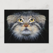 Postkarte - Katze (Vorderseite)