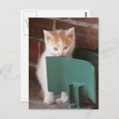 Postkarte "Katze" (Vorne/Hinten)