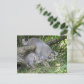 Postkarte - Katze von Pallas (Stehend Vorderseite)