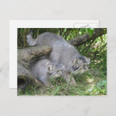 Postkarte - Katze von Pallas (Vorne/Hinten)