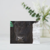 Postkarte "Kein Bull" (Stehend Vorderseite)