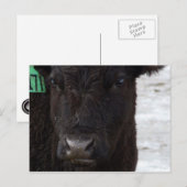 Postkarte "Kein Bull" (Vorne/Hinten)