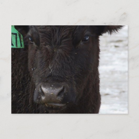 Postkarte "Kein Bull" (Vorderseite)