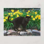 Postkarte "Kleiner Bär" (Vorderseite)