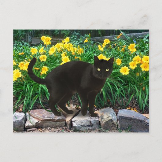 Postkarte "Kleiner Bär" (Vorderseite)