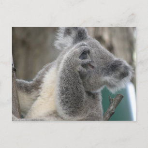 Postkarte Koala QLD Australien