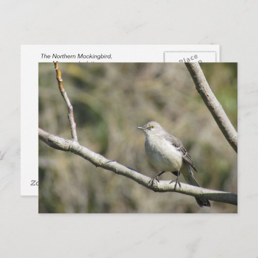 Postkarte - Kockingvogel (Vorne/Hinten)